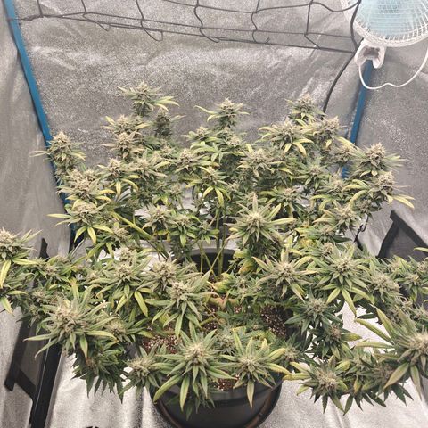 Tropicanna Poison Fast Version growlog timeline photo