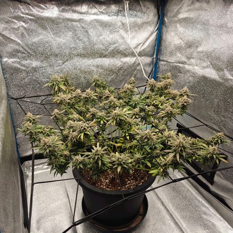 Tropicanna Poison Fast Version growlog timeline photo