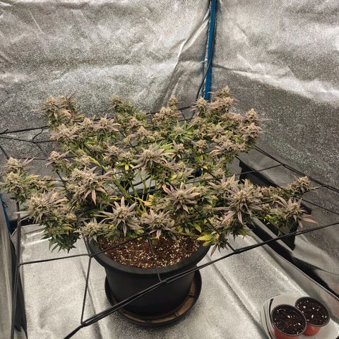 Tropicanna Poison Fast Version growlog timeline photo
