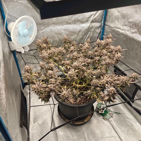 Tropicanna Poison Fast Version growlog timeline photo