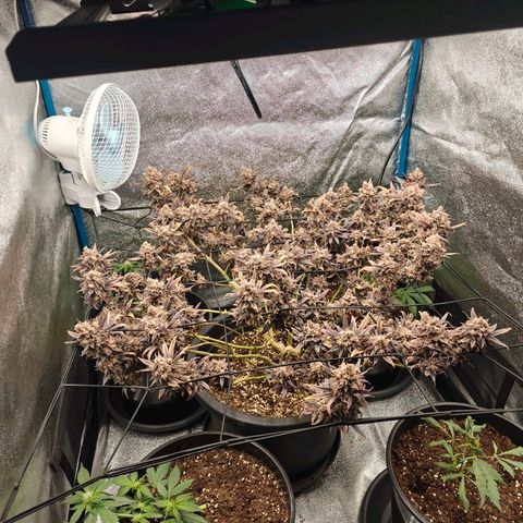 Tropicanna Poison Fast Version growlog timeline photo