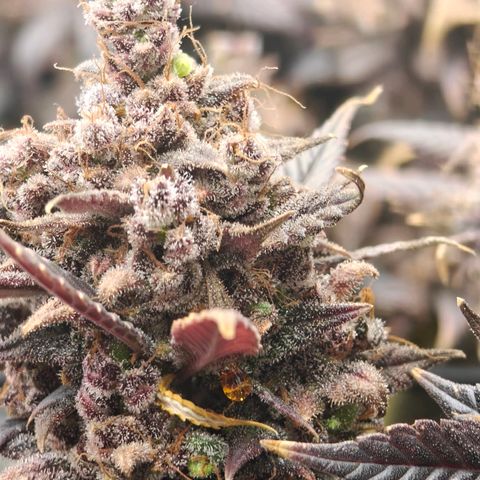 Tropicanna Poison Fast Version growlog timeline photo
