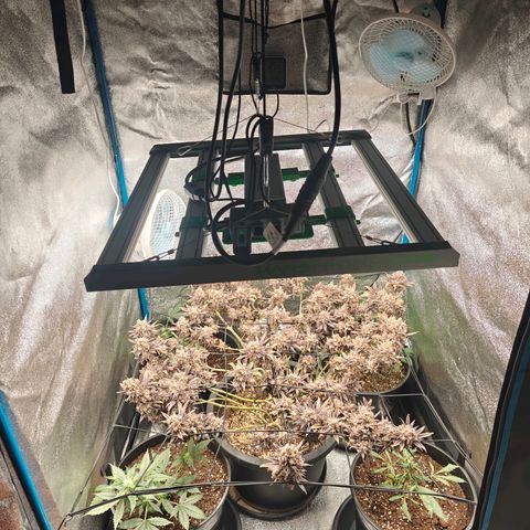 Tropicanna Poison Fast Version growlog timeline photo
