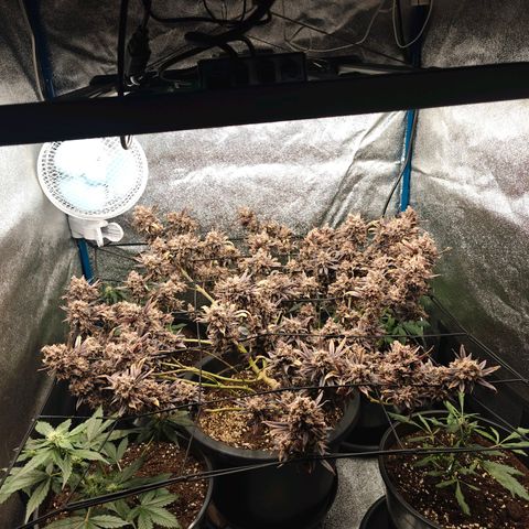 Tropicanna Poison Fast Version growlog timeline photo