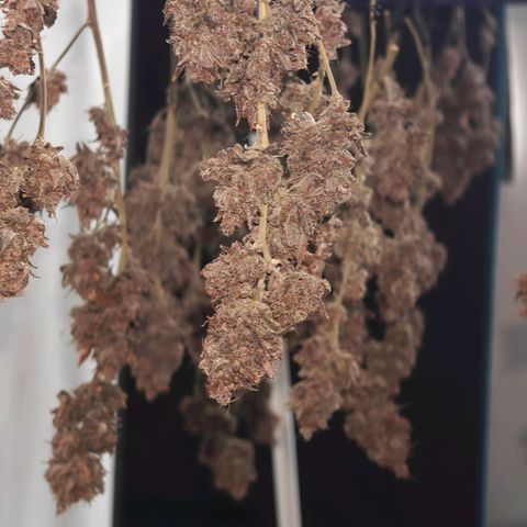 Tropicanna Poison Fast Version growlog timeline photo
