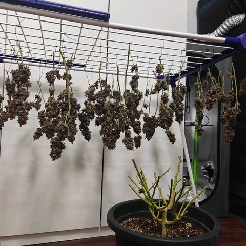 Tropicanna Poison Fast Version growlog timeline photo