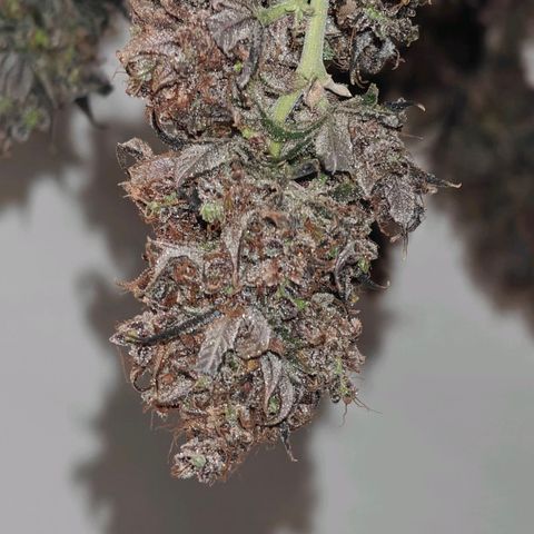 Tropicanna Poison Fast Version growlog timeline photo