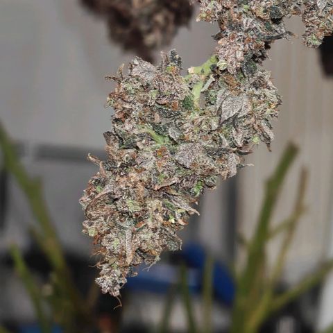 Tropicanna Poison Fast Version growlog timeline photo