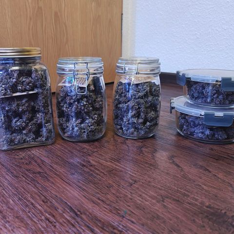 Tropicanna Poison Fast Version growlog timeline photo