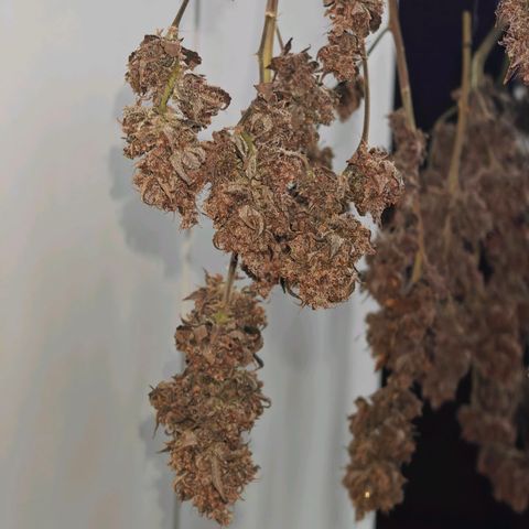 Tropicanna Poison Fast Version growlog timeline photo