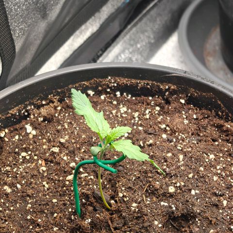 Bubble Kush growlog timeline photo