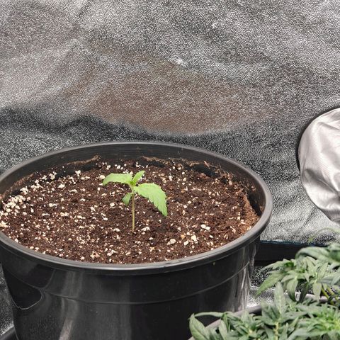 Bubble Kush growlog timeline photo
