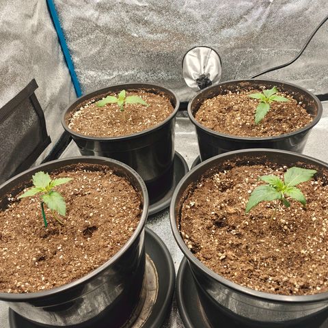 Bubble Kush growlog timeline photo