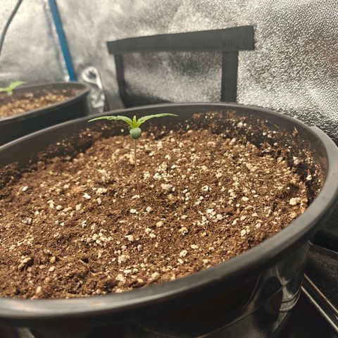 Bubble Kush growlog timeline photo
