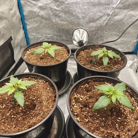 Bubble Kush growlog timeline photo