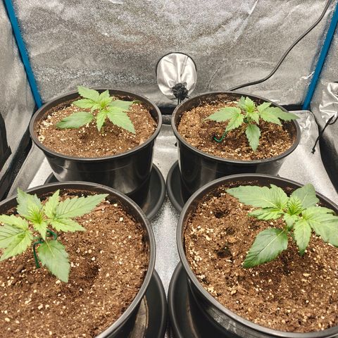 Bubble Kush growlog timeline photo