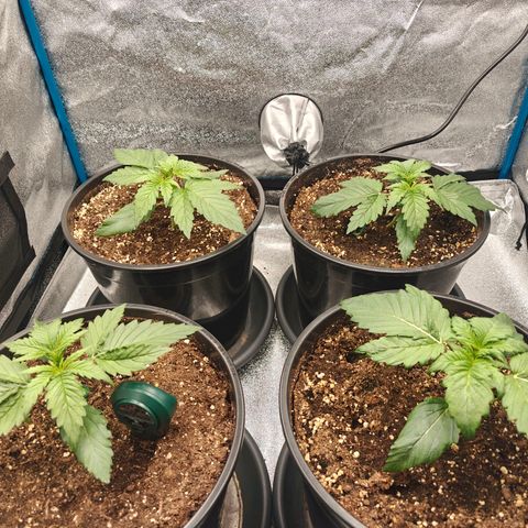 Bubble Kush growlog timeline photo