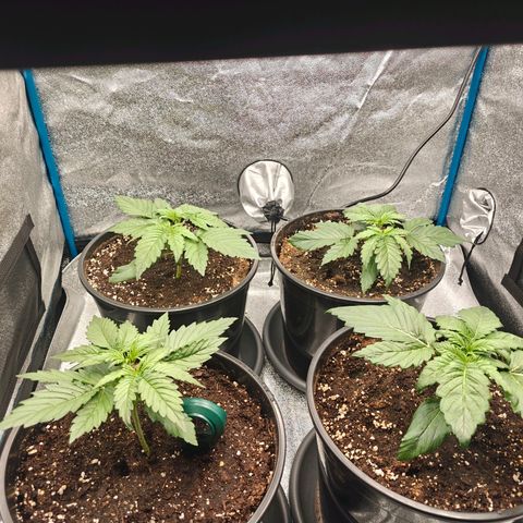 Bubble Kush growlog timeline photo