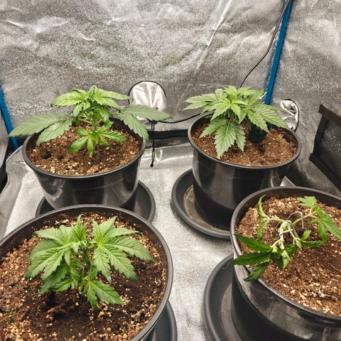 Bubble Kush growlog timeline photo