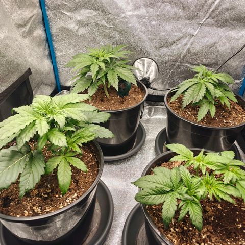 Bubble Kush growlog timeline photo