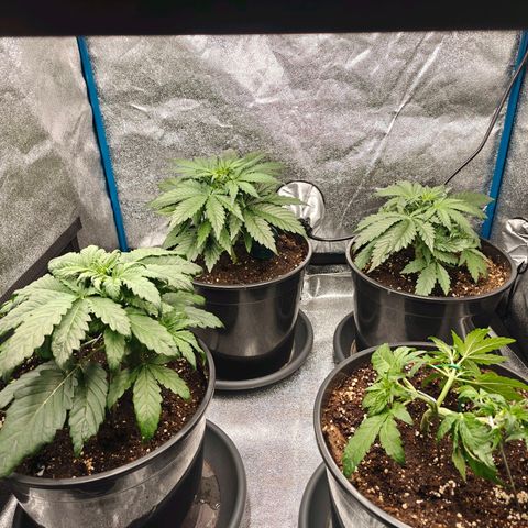 Bubble Kush growlog timeline photo