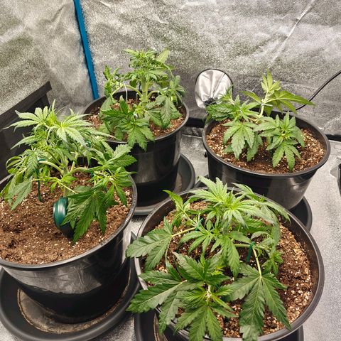 Bubble Kush growlog timeline photo