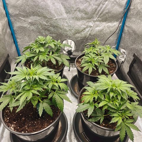 Bubble Kush growlog timeline photo