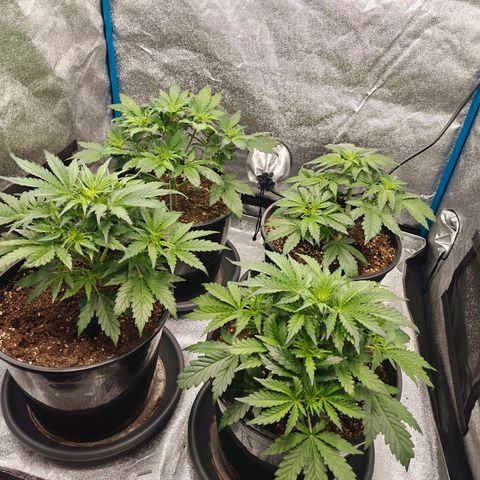 Bubble Kush growlog timeline photo