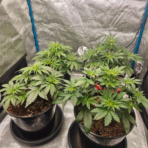 Bubble Kush growlog timeline photo