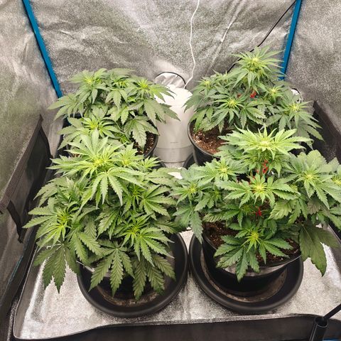 Bubble Kush growlog timeline photo