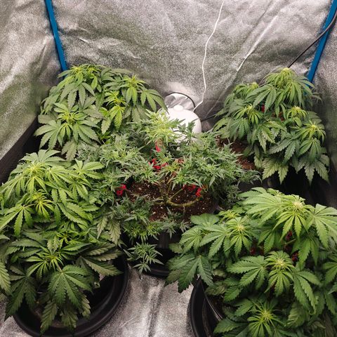 Bubble Kush growlog timeline photo