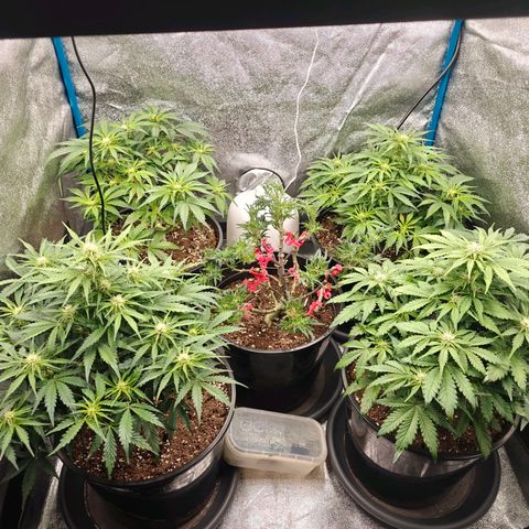 Bubble Kush growlog timeline photo