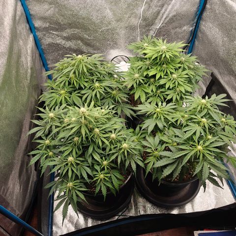 Bubble Kush growlog timeline photo