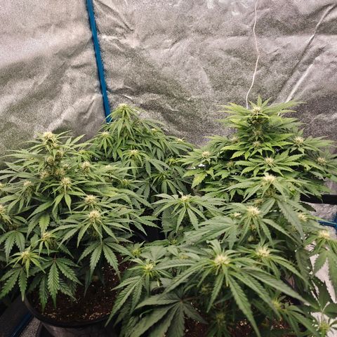 Bubble Kush growlog timeline photo