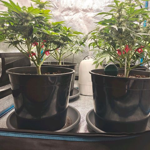 Bubble Kush growlog timeline photo