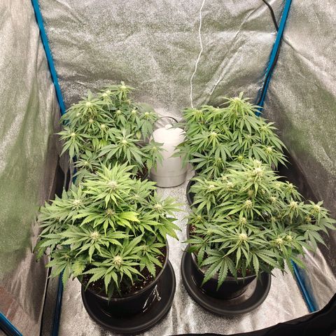 Bubble Kush growlog timeline photo