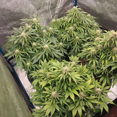 Bubble Kush growlog timeline photo