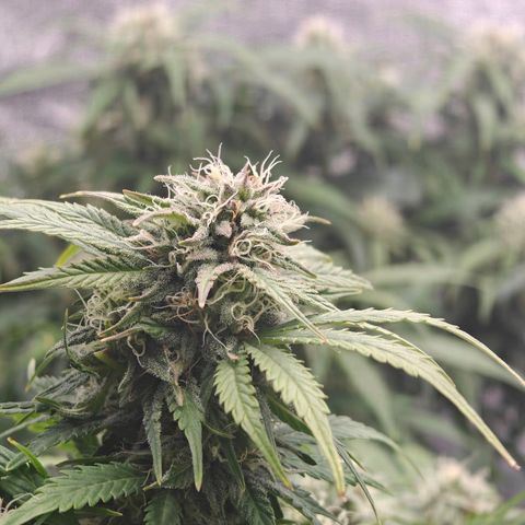 Bubble Kush growlog timeline photo