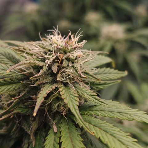 Bubble Kush growlog timeline photo