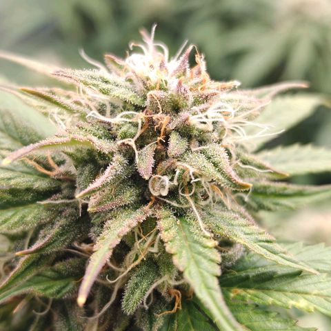 Bubble Kush growlog timeline photo