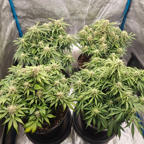 Bubble Kush growlog timeline photo