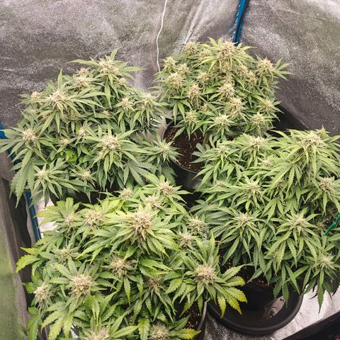 Bubble Kush growlog timeline photo
