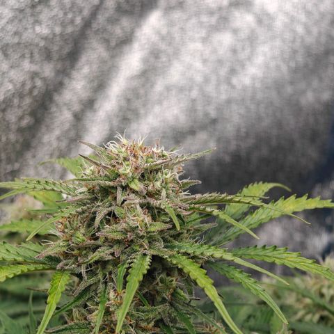 Bubble Kush growlog timeline photo