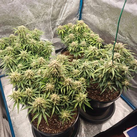 Bubble Kush growlog timeline photo