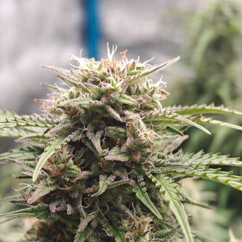 Bubble Kush growlog timeline photo