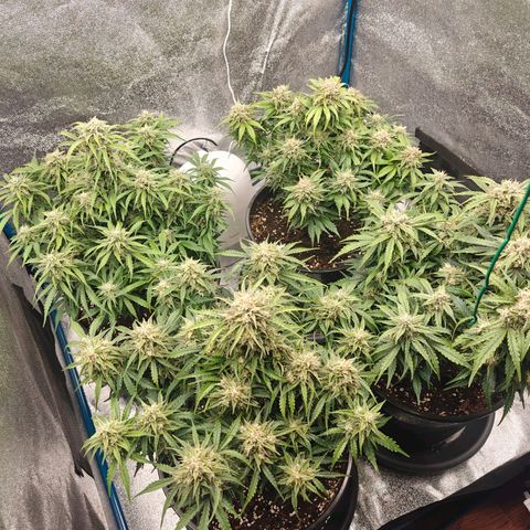 Bubble Kush growlog timeline photo