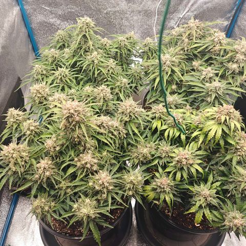 Bubble Kush growlog timeline photo