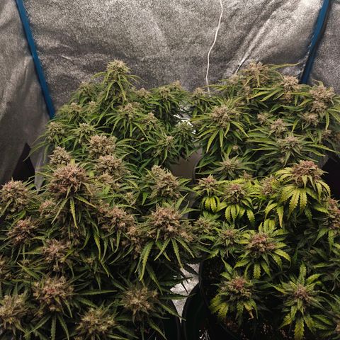 Bubble Kush growlog timeline photo