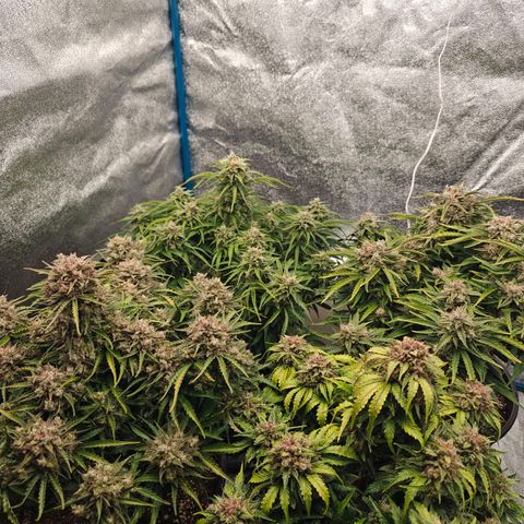 Bubble Kush growlog timeline photo