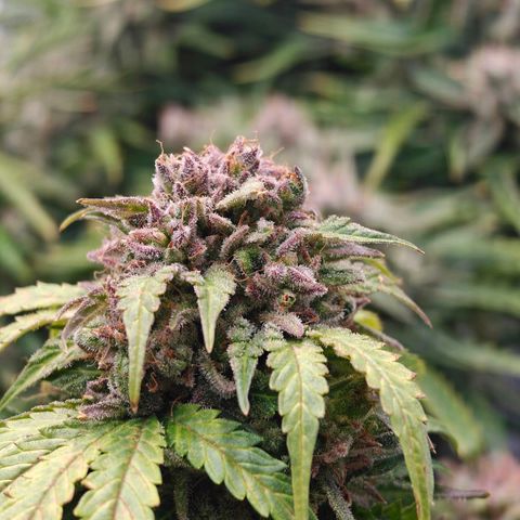 Bubble Kush growlog timeline photo